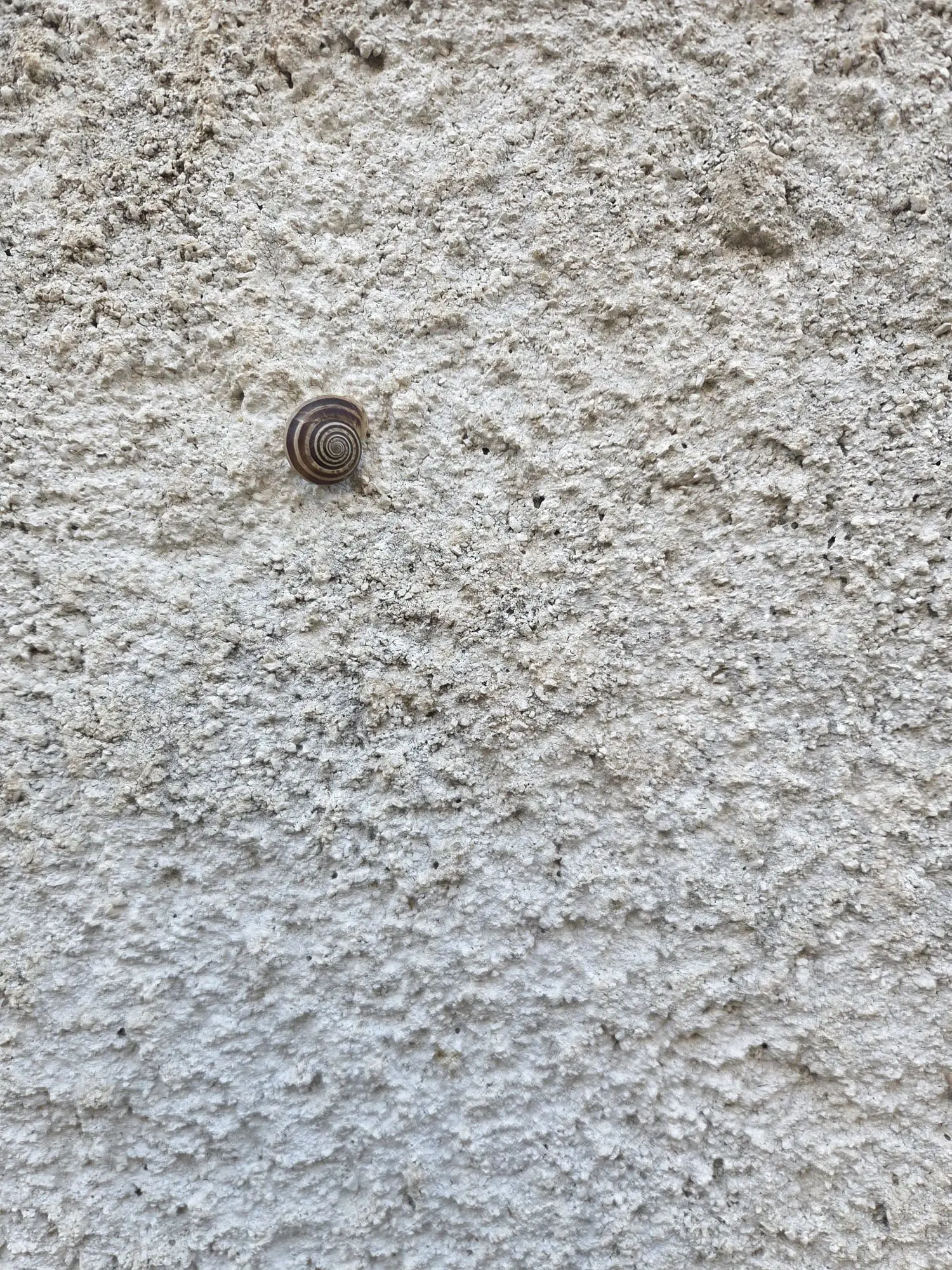 Una lumaca a conchiglia spirale, sigillata e incollata al muro bianco.